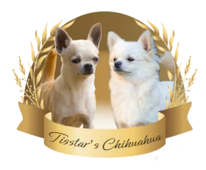 Tisstar’s Chihuahua